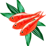 【海の魚】金目鯛のイラスト。(Red bream)