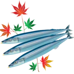 【海の魚】サンマのイラスト。(pacific saury)