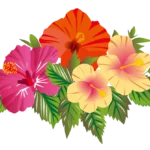 【植生】ハイビスカスのイラスト。(hibiscus)