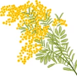 【植生】ミモザ（mimosa）のイラスト。