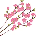 【植生】桃の花（ peach blossom）のイラスト。